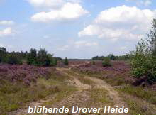 blühende Drover Heide